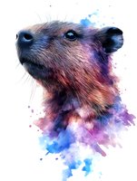 Artistic bear portrait with watercolor splash effects in blue and purple tones on white background, wildlife art style illustration for wall decor and prints.