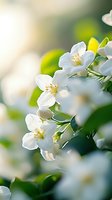 Delicate white jasmine flowers blooming on branch with soft bokeh background in morning light, fresh spring floral macro photography for wellness and spa.