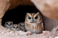 Great horned owl mother guards nest with three curious owlets peering from dark rocky cave entrance, showcasing natural wildlife parenting behavior in desert habitat.