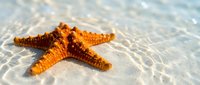 Orange starfish resting on sandy ocean floor with crystal clear water creating beautiful light patterns above in tropical marine environment.