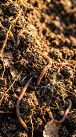 Earthworms crawling through rich, dark soil with organic matter and decomposing leaves, representing soil health, composting, and natural gardening processes for agricultural and environmental education.