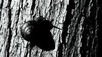 Snail crawling on rough tree bark texture in black and white monochrome photography showcasing natural wildlife and organic forest patterns.