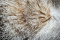 Close up macro shot of natural animal fur texture showing detailed white and beige fluffy hair strands in soft focus pattern for luxury fashion design background.