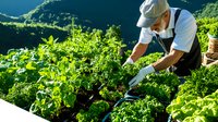 Asian male farmer in overalls tending to organic lettuce crops on hillside farm during sunrise. Fresh green produce growing in rows with mountains in background.