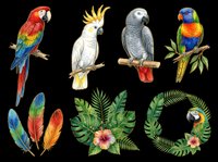 Colorful parrots and tropical elements isolated on transparent background, ready for t-shirt designs, clipart, stickers, sublimation, and print-on-demand products.