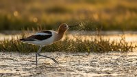 American avocet wading bird splashing in shallow water during golden hour sunset with warm bokeh background creating dynamic wildlife action scene.