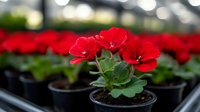 Vibrant red geranium flowers blooming in nursery pots with green foliage against blurred greenhouse background, selective focus on fresh spring blooms.