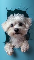 Adorable white Maltese puppy peering through broken wall on blue background, fluffy fur and expressive eyes create engaging pet portrait for veterinary or pet care designs.