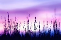 Lavender field silhouette against dreamy purple sunset sky with soft bokeh lights creating peaceful nature background for wellness and relaxation designs.
