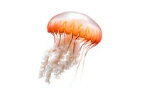 Orange and white jellyfish with translucent bell and flowing tentacles isolated on white background, glowing ethereal marine creature in motion.