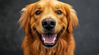 Happy golden retriever dog with bright blue eyes and friendly smile against dark background, close up portrait of purebred canine pet looking at camera.