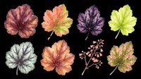Autumn geranium leaves in watercolor style, isolated on transparent background. Four vibrant fall foliage designs in burgundy, orange, purple, and lime green. Ready for clipart, t-shirt designs, stickers, sublimation, and print-on-demand projects.