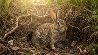 Young wild rabbit sitting in natural grass habitat with warm golden sunlight filtering through vegetation creating peaceful wildlife scene.