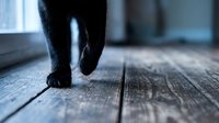 Black cat paws walking on rustic wooden floor, close-up low angle shot with moody blue tones and shallow depth of field.
