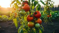 Fresh ripe tomatoes growing on vine in organic garden during golden hour sunset. Healthy homegrown vegetables ready for harvest in summer agricultural field.