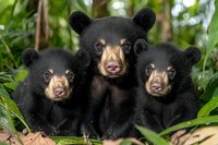 Three adorable black bear cubs sitting together in green foliage, looking directly at camera with curious expressions and tan-colored snouts.