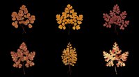 Autumn maple leaves in brown, orange, and burgundy tones isolated on transparent background. Ready for t-shirt designs, clipart, stickers, sublimation, and print-on-demand projects.