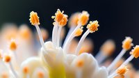 Extreme macro photography of white flower stamens with orange pollen tips against dark background, showing delicate botanical details and natural patterns.
