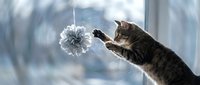 Playful tabby cat reaching out with paw to bat a silver decorative pompom near a bright window with blurred winter background.