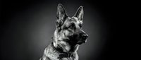 German Shepherd dog portrait in profile against dark background, showcasing alert ears and focused expression, suitable for pet, animal, and security-related projects.
