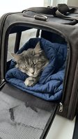 Tabby cat resting inside open pet carrier with blue cushion, ready for travel or veterinary visit, isolated on white background for pet care and animal transportation design use.