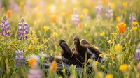 Dog paws relaxing in colorful wildflower meadow with lupines and poppies during golden hour sunset creating peaceful nature scene for wellness content.