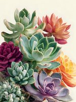 Colorful succulent plants arrangement with green, purple, orange, and pink rosettes on cream background. For botanical illustrations and home decor.