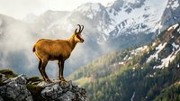 Mountain goat standing on rocky cliff with snow-capped peaks and alpine valley in background during golden hour light creating majestic wildlife scene.