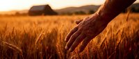 Farmer's weathered hand gently touching golden wheat field at sunset with barn in background, representing agricultural harvest and rural farming lifestyle.