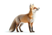 Red fox standing in profile on white background, alert with ears perked up and bushy tail extended. Wildlife photography for nature publications.