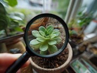 Green succulent plant viewed through magnifying glass in terracotta pot on windowsill with other houseplants in background.