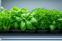 Fresh basil and parsley seedlings growing in black plastic containers on windowsill, vibrant green herbs for culinary and gardening projects.