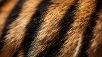 Close-up of tiger fur texture showing distinctive orange and black stripes pattern, natural animal skin background for wildlife and nature concepts.