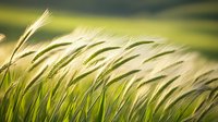 Golden wheat stalks swaying in gentle breeze against blurred green background, creating peaceful natural motion effect in warm evening sunlight.