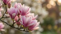 Pink magnolia flowers blooming on branch with soft blurred garden background, spring nature scene for botanical and seasonal design projects.