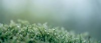 Fresh green moss with sparkling water droplets in soft natural light creating peaceful organic texture for wellness and nature themes.