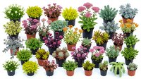 Assorted potted plants and succulents with various foliage colors displayed against white background, ready for design, gardening, landscaping, and botanical projects.