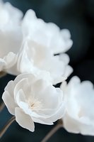 Delicate white peony flowers in soft focus against dark background, creating ethereal and romantic mood for wedding stationery, sympathy cards and elegant designs.