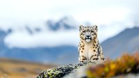 Snow leopard sitting on rocky outcrop against blurred mountain landscape background with snow-capped peaks and autumn colors in natural habitat.