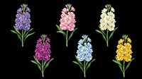 Hyacinth flowers in purple, pink, cream, magenta, blue, and yellow isolated on transparent background. Ready for t-shirt design, clipart, stickers, print-on-demand, and sublimation projects.