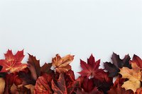 Vibrant autumn maple leaves in deep red, burgundy and orange hues arranged along bottom border on light background, creating seasonal fall composition.