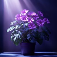 Vibrant purple petunia flowers and monstera leaves in dark pot illuminated by dramatic purple spotlight beam creating mystical garden atmosphere.