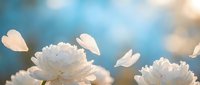 White peony flowers with delicate petals floating in soft blue sky with warm sunlight creating dreamy romantic atmosphere for spring garden design.