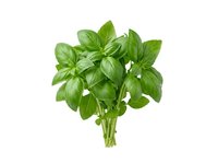 Fresh green basil bunch with vibrant leaves isolated on white background, ready for culinary design, cooking content, and food styling projects.