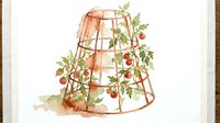 Tomato plant growing on wooden trellis cage with ripe red fruits and green foliage, isolated on white background for gardening and agriculture design projects.