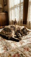 Tabby cat sleeping peacefully on a floral quilt bed near a sunlit lace curtain window in a cozy vintage bedroom interior.