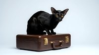 Black Oriental Shorthair cat sitting on vintage brown leather suitcase against white background, isolated pet ready for travel design concepts.
