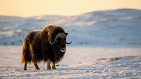 Majestic musk ox with thick brown fur standing in snowy Arctic landscape during golden hour sunset. Wild mammal adapted to extreme cold weather conditions.