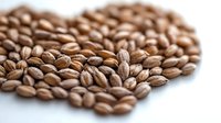 Fresh barley grains scattered on white surface in macro view, showing natural texture and pattern of whole cereal kernels for healthy eating concept.