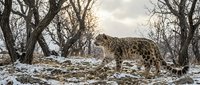 Snow leopard walking through snowy mountain terrain among bare trees during winter twilight in natural habitat.